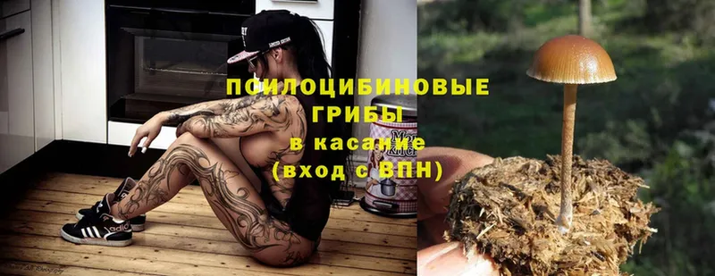 купить  сайты  Малмыж  Псилоцибиновые грибы Psilocybe 